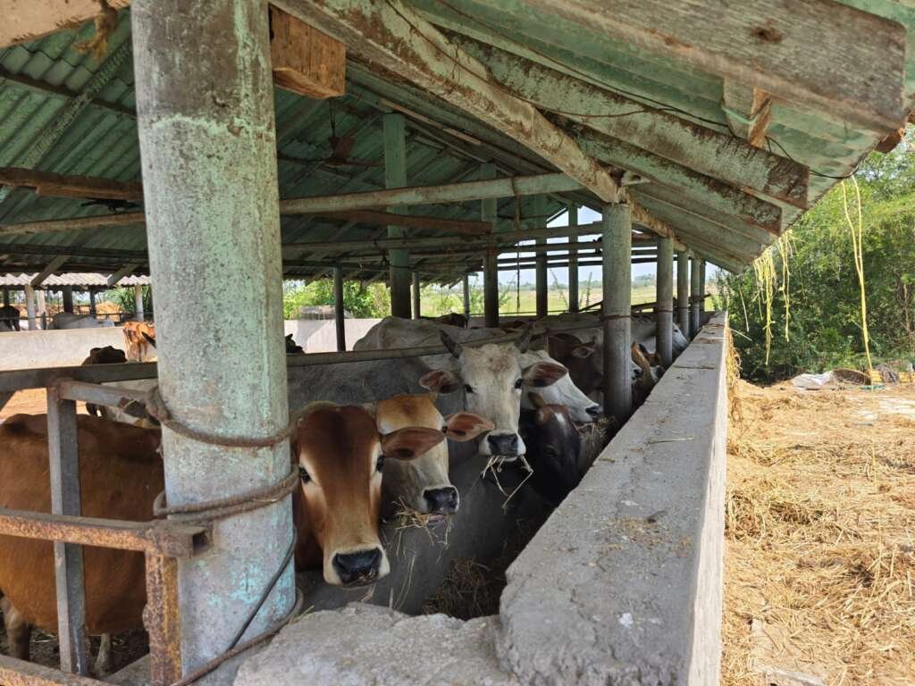 Gau_seva