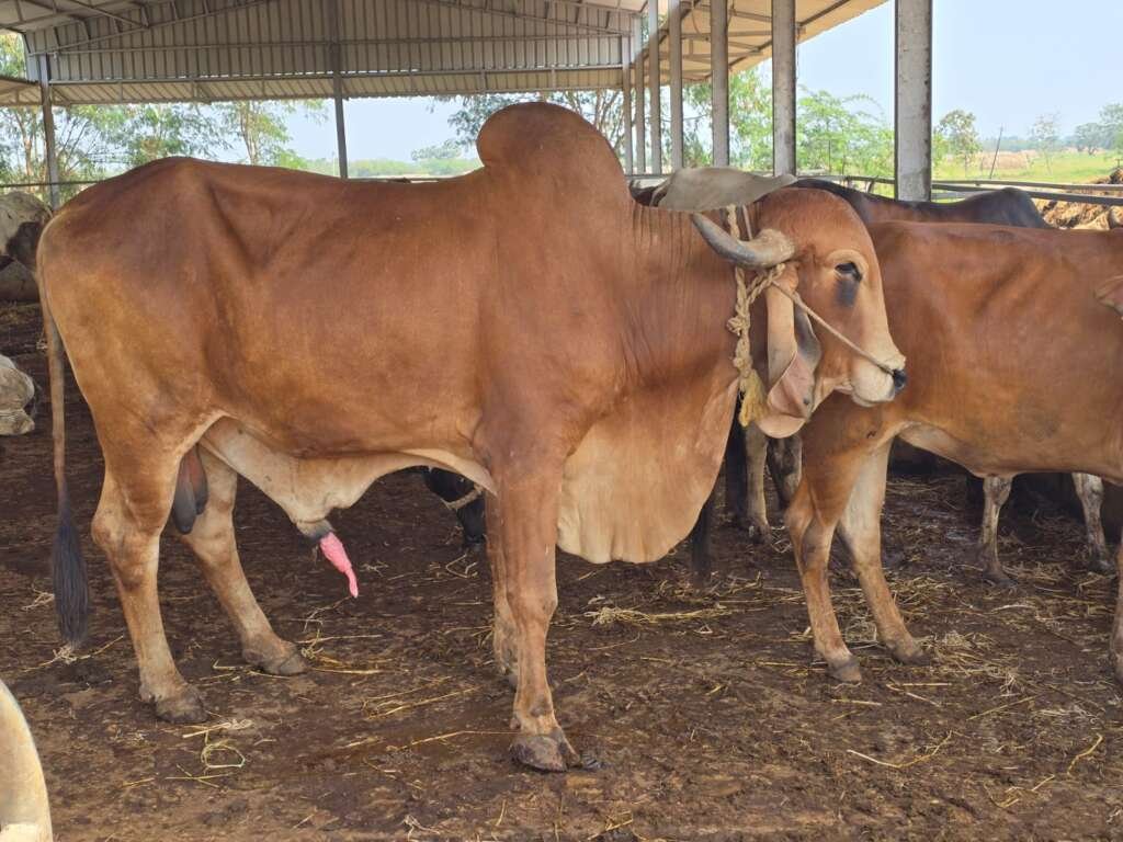 Gau_seva_2